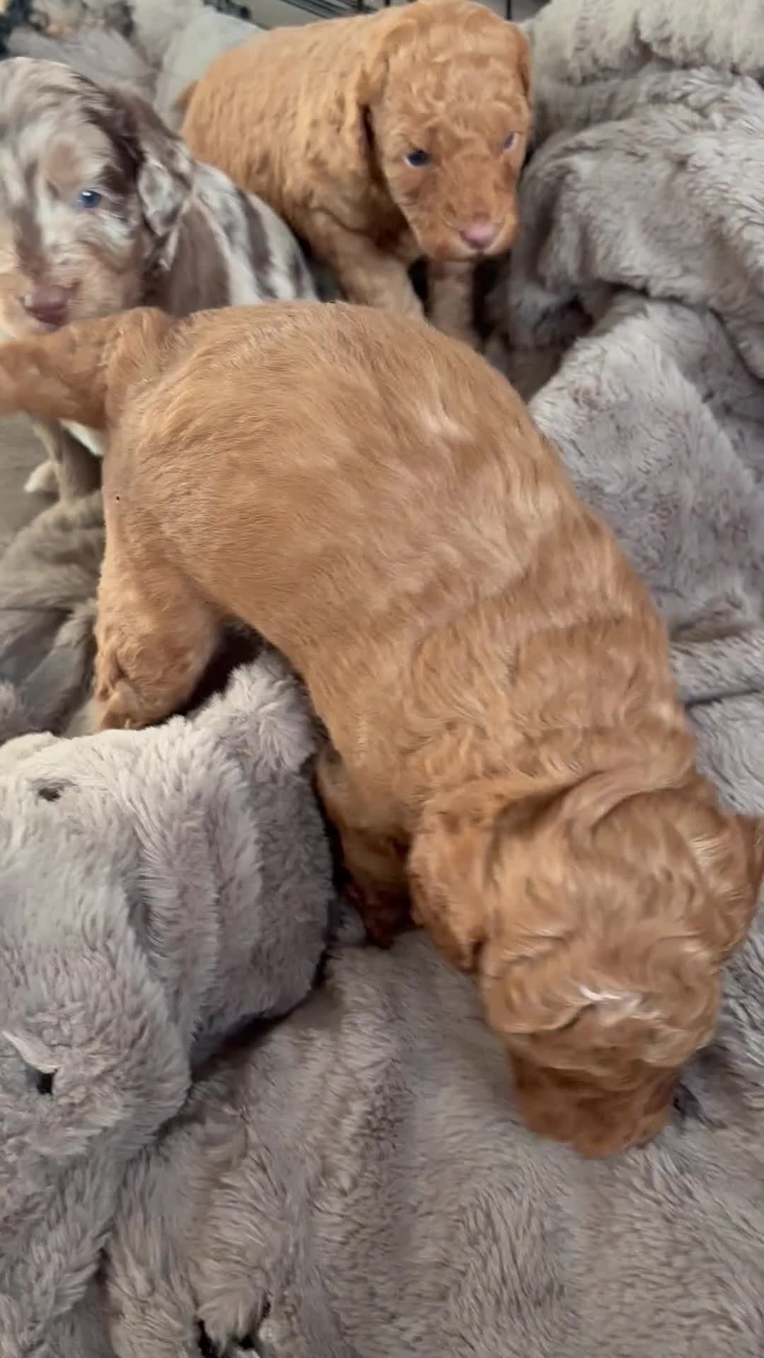 Cockapoo dogs for sale: F1B Pups One girl left 🩷 - Video 1