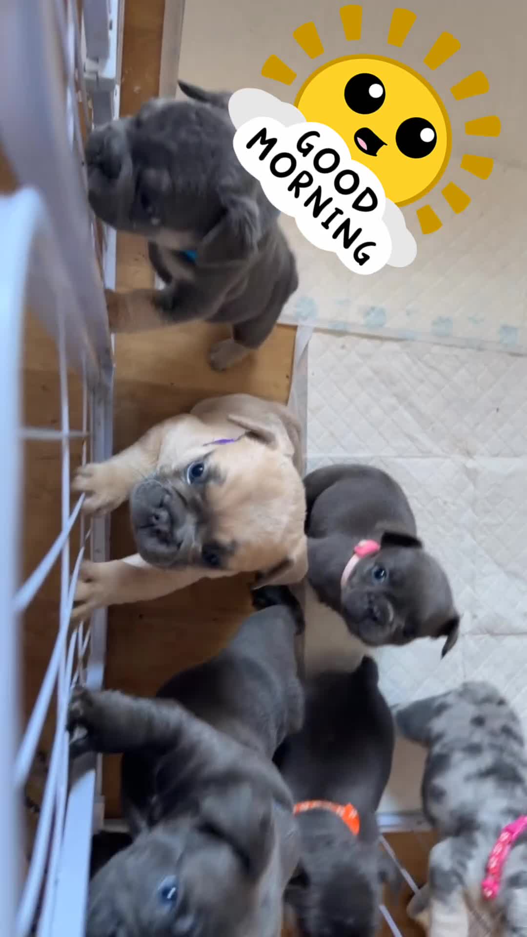 French Bulldog dogs for sale: Frenchie puppies  in Sheffield - Video 1