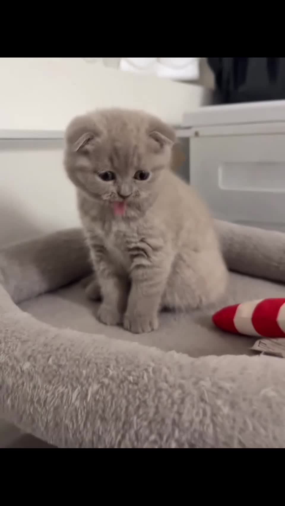 British Shorthair cats for sale: Stunning British Shorthair/Fold Kittens in Rotherham - Video 1