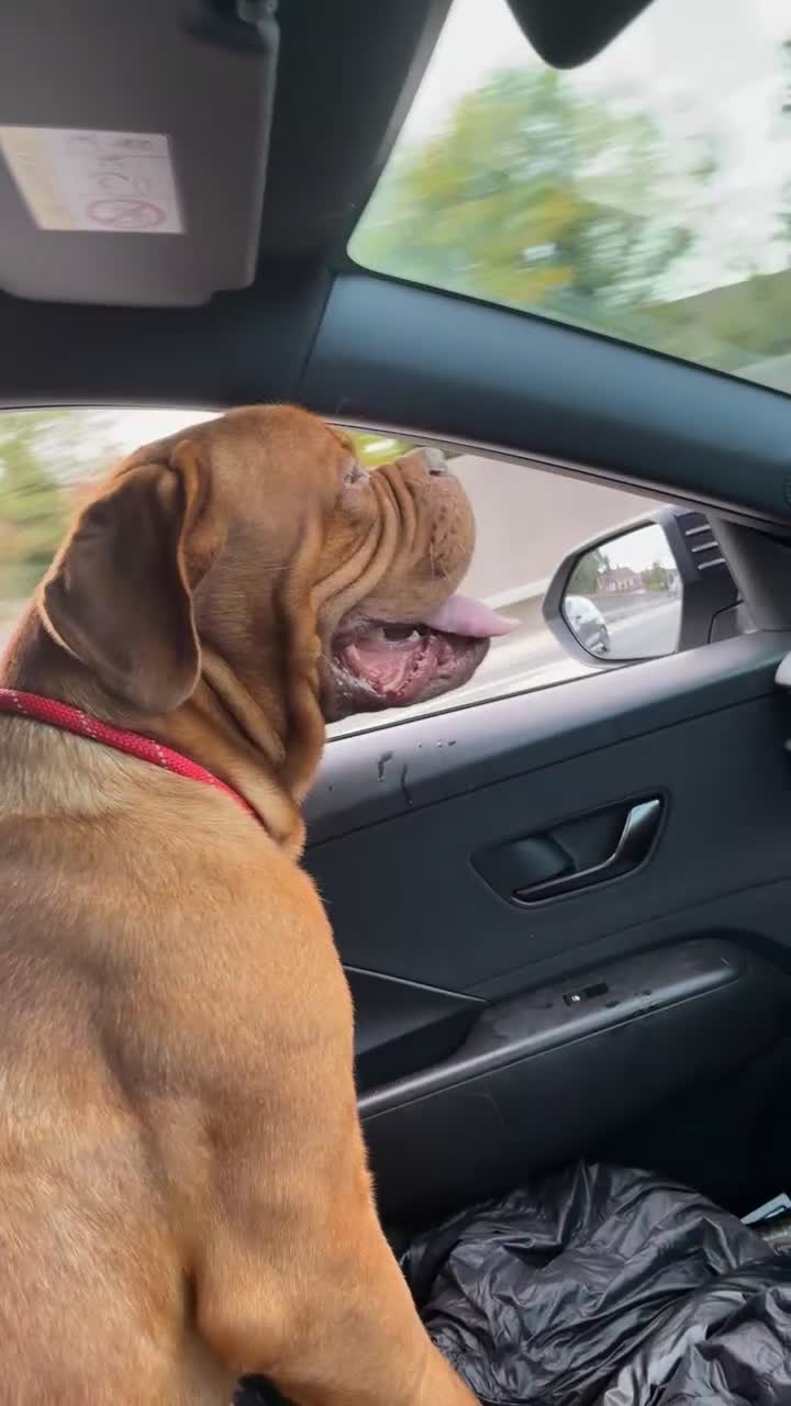 Dogue De Bordeaux dogs for stud: Proven KC Reg Dogue De Bordeaux in Newcastle upon Tyne - Video 3