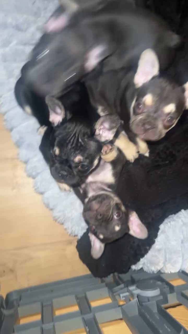 French Bulldog dogs for sale: French bulldog puppies for sale  - Video 1
