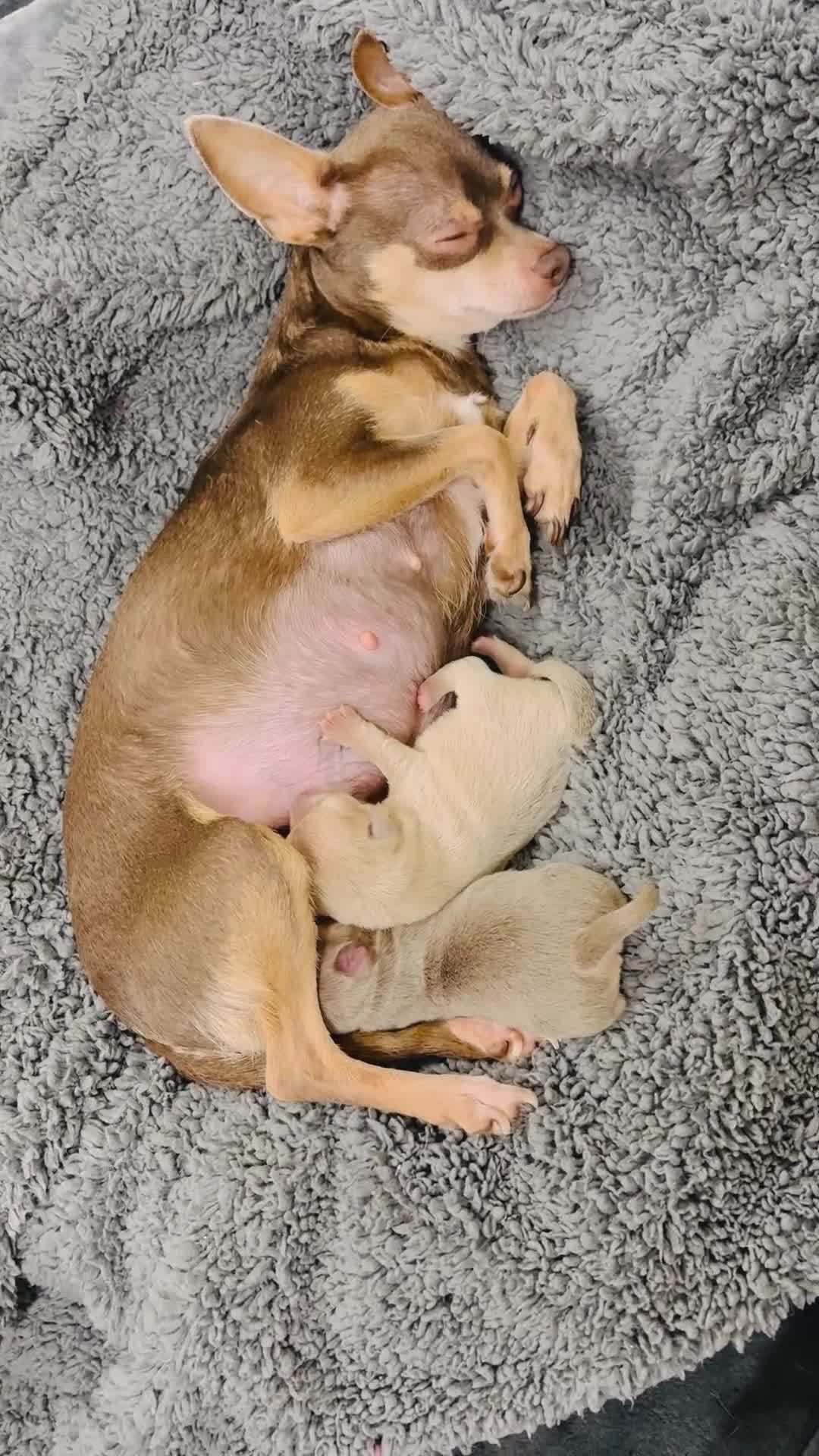 Chihuahua dogs for sale: Stunning Chihuahua Puppies!!  - Video 5