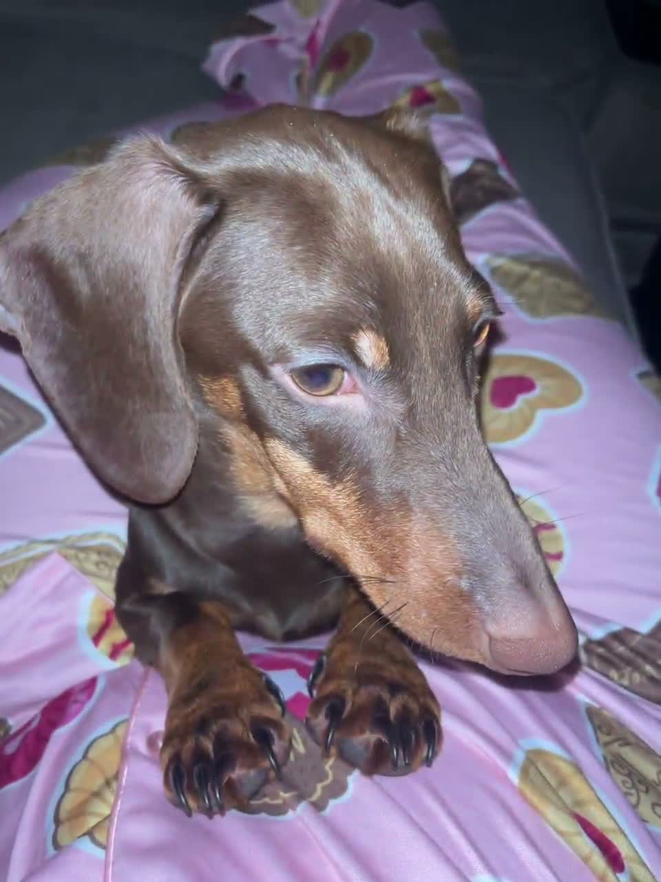 Dachshund dogs for sale: Rolo  - Video 1