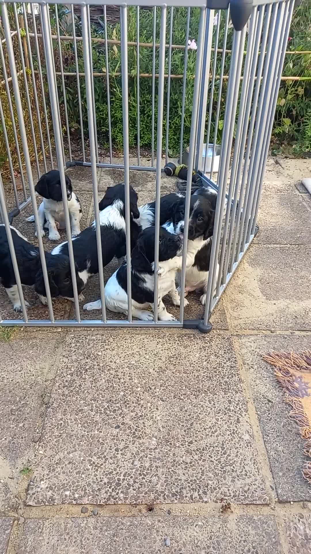 English Springer Spaniel dogs for sale: Traditional working English Springer spaniel  - Video 1