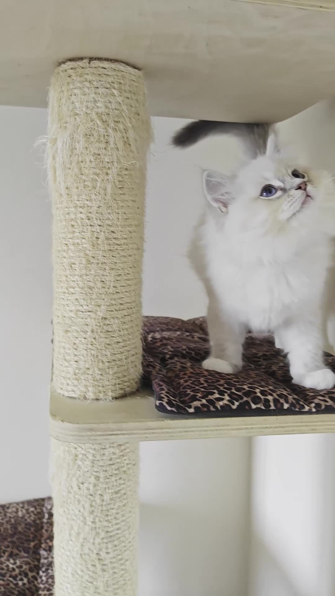 Ragdoll cats for sale: BEAUTIFUL RAGDOLLS KITTENS GCCF REGISTERED  - Video 1
