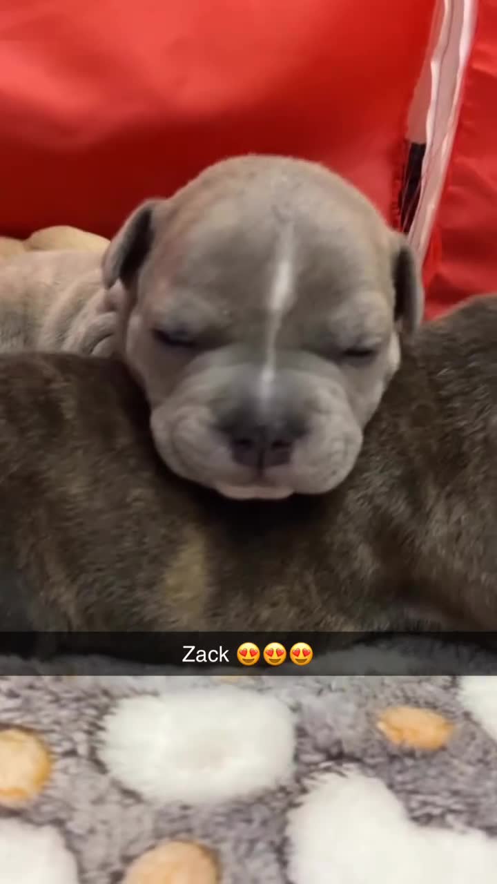 Staffordshire Bull Terrier dogs for sale: Female Staffy Pup  - Video 4