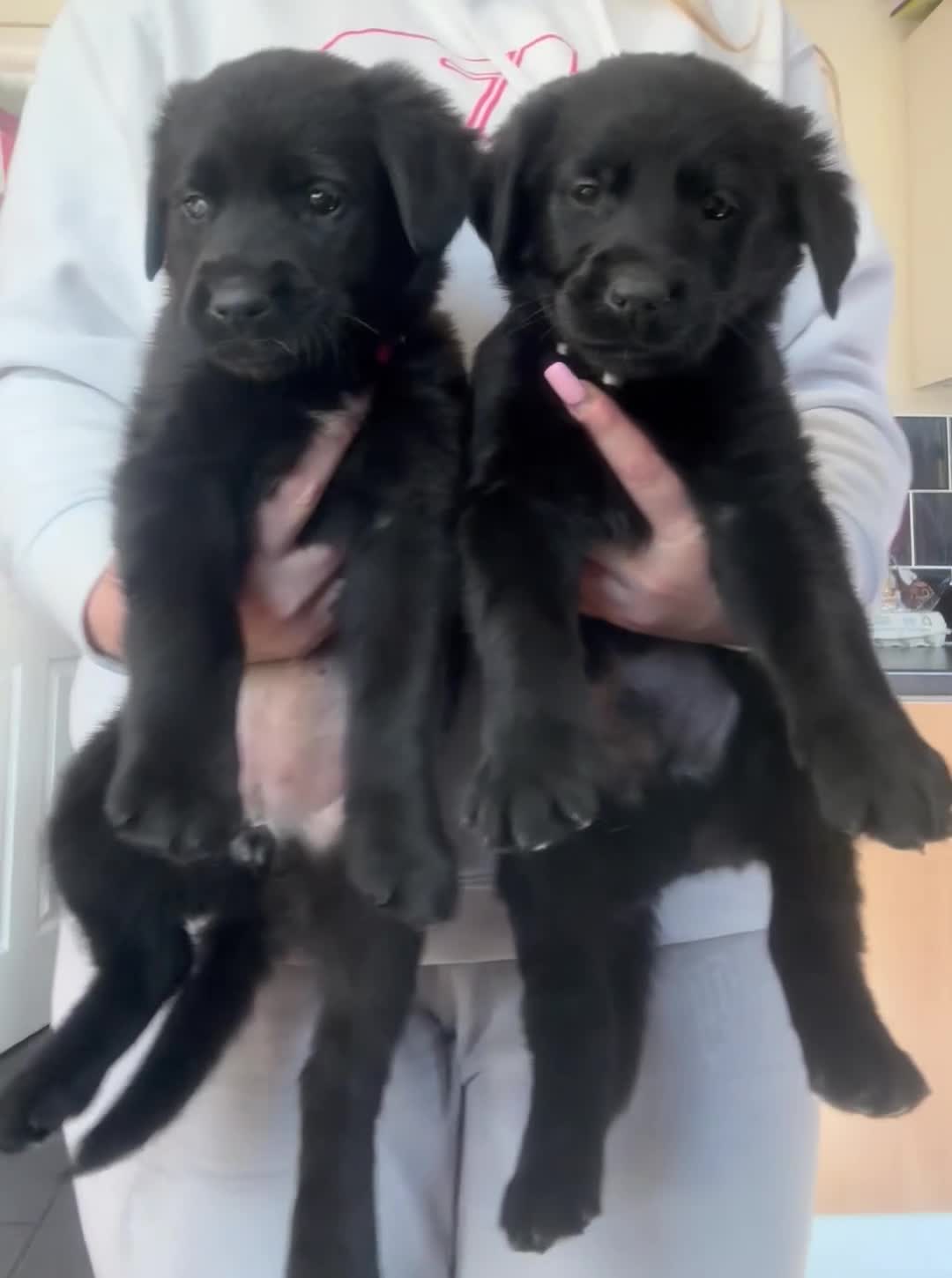 Golden Shepherd dogs for sale: Golden Shepherd Puppies ready to leave 5th May🌸🐾 - Video 1