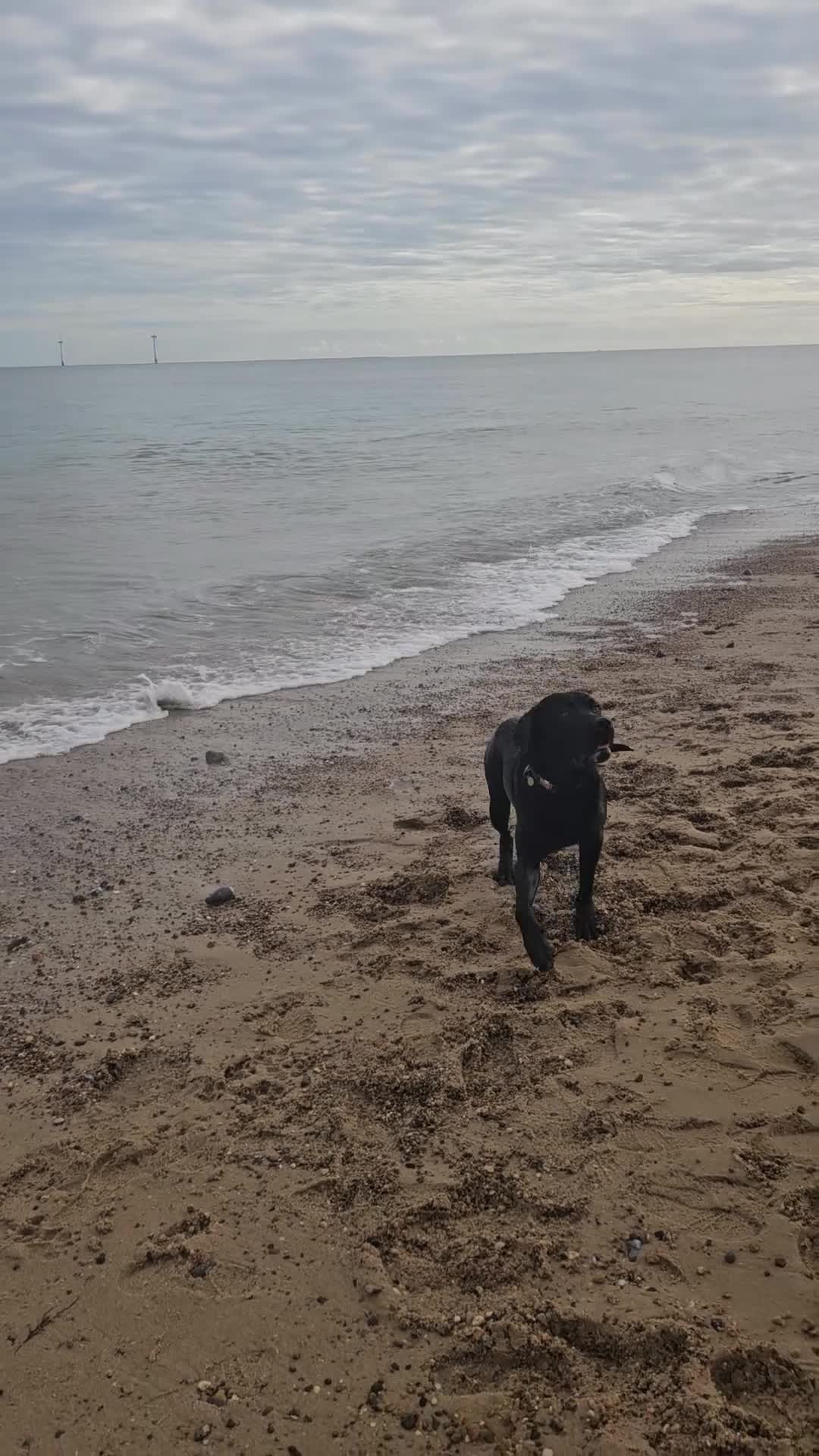 Mixed Breed dogs for stud: Rottador for stud - Video 1