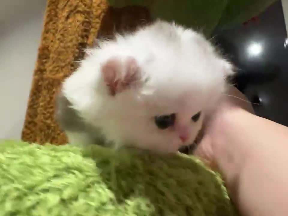 Munchkin cats for sale: Show-Quality Minuet Kittens – Rare in the UK - Video 1