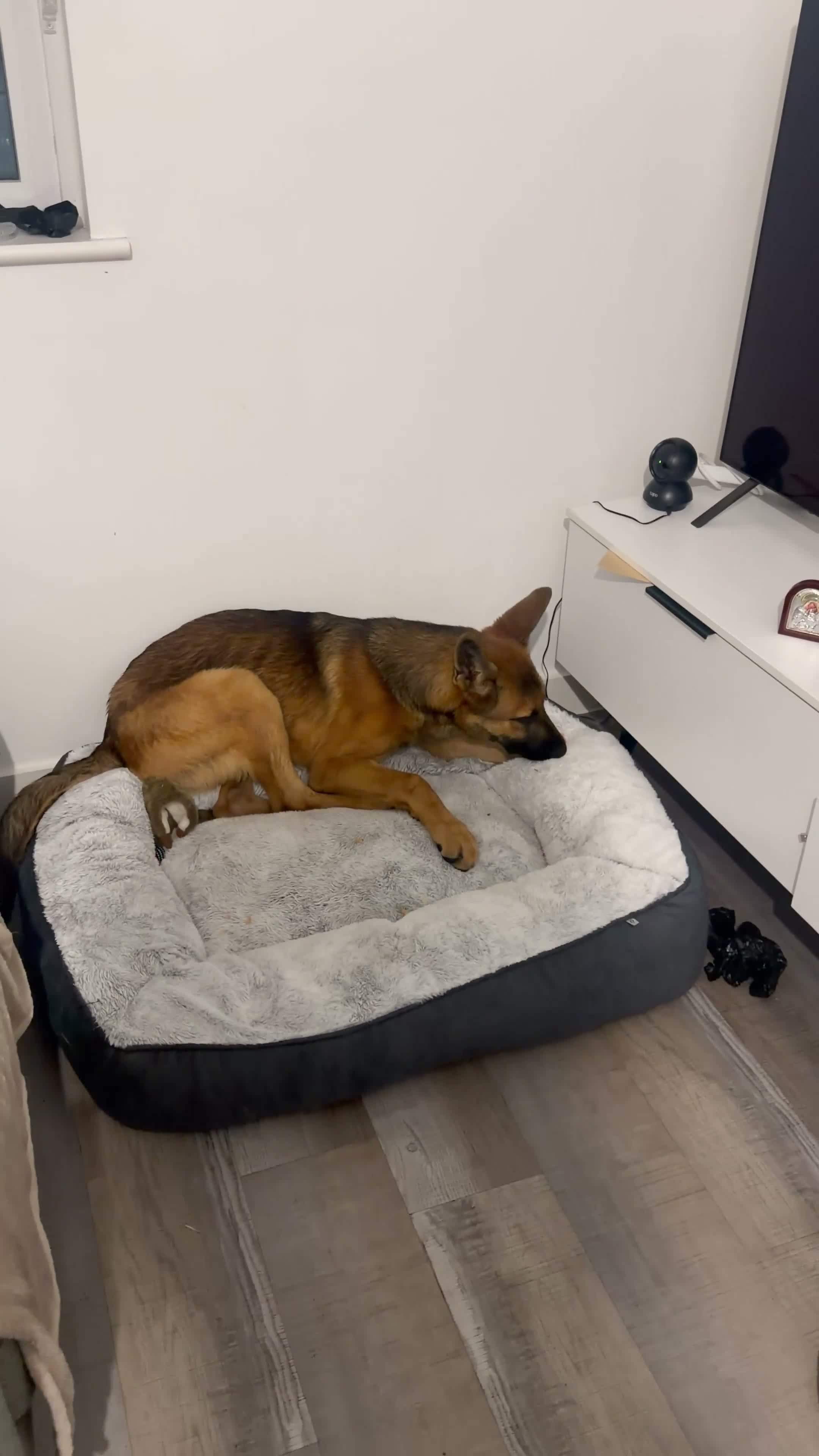 German Shepherd dogs for sale: German shepherded x Belgian malonois - Video 2