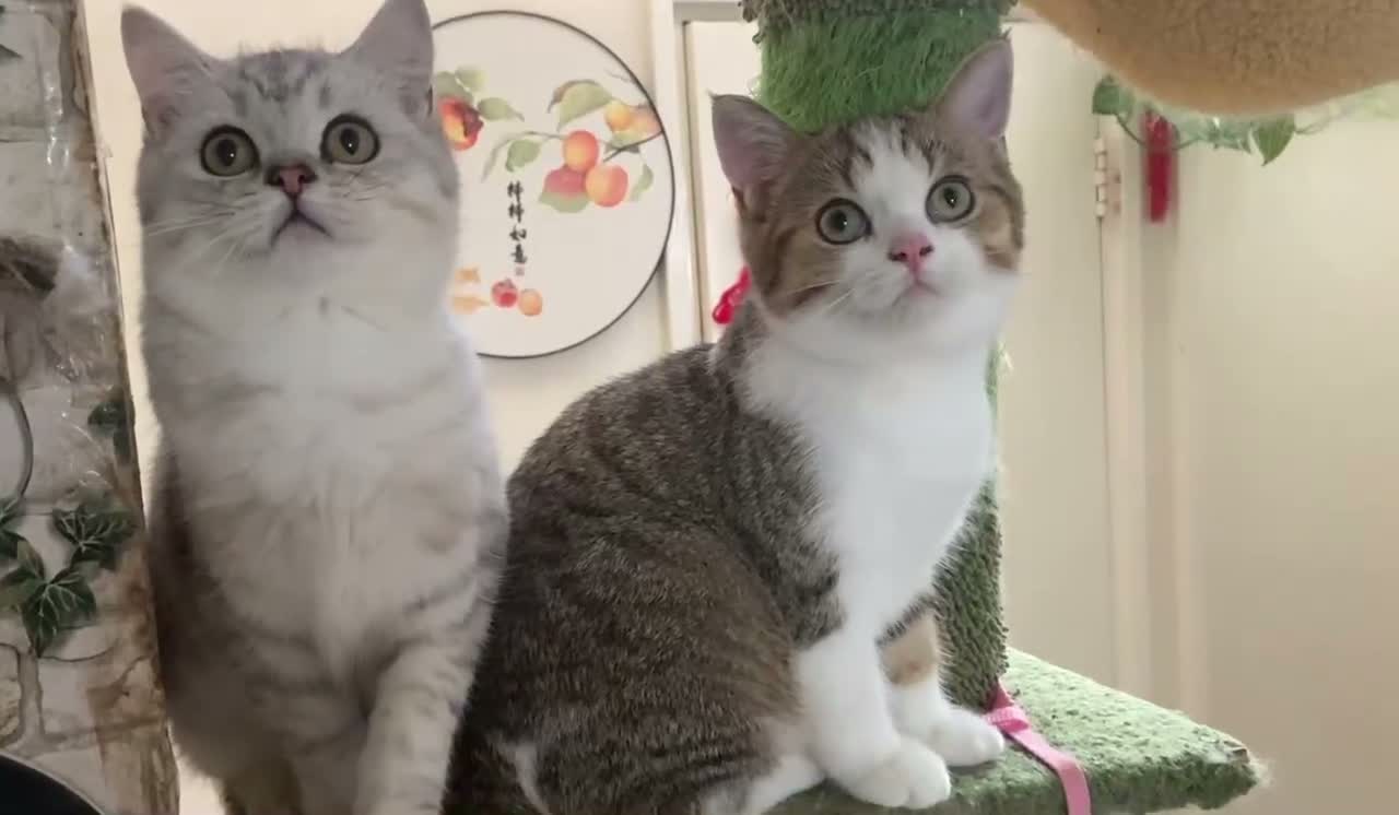 British Shorthair cats for sale: Full Pedigree Kittens available  - Video 1