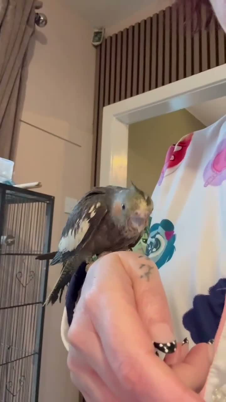 Cockatiels birds for sale: Hand rear cockatiels ready now!  - Video 1