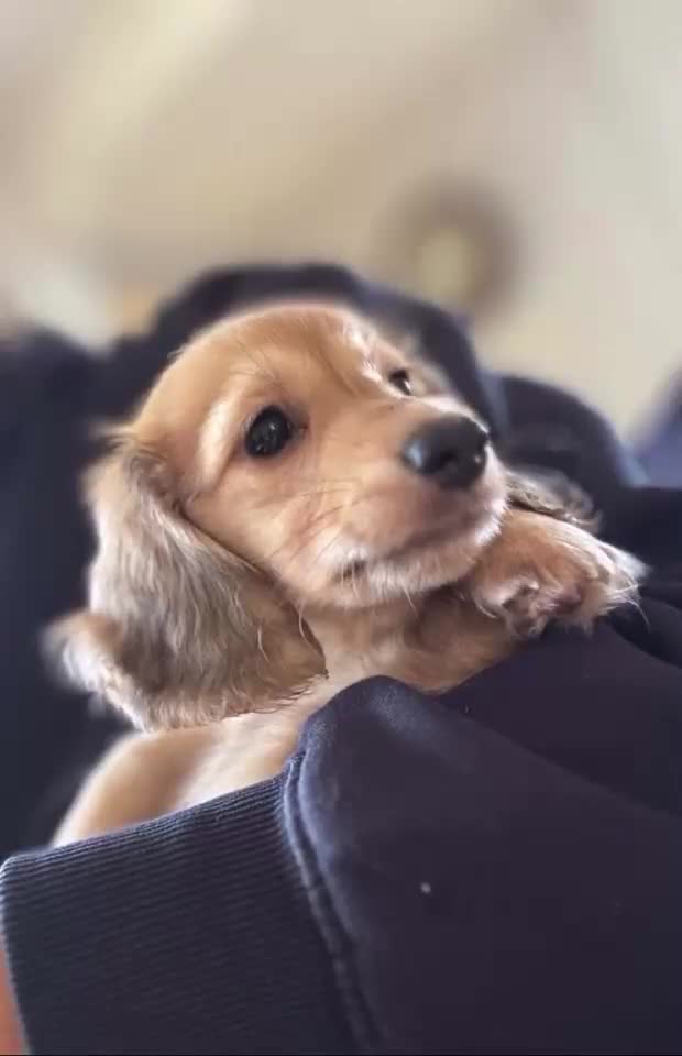 Miniature Dachshund dogs for sale: Kc registered mini long haired dachshund £2200 in Wadhurst - Video 1