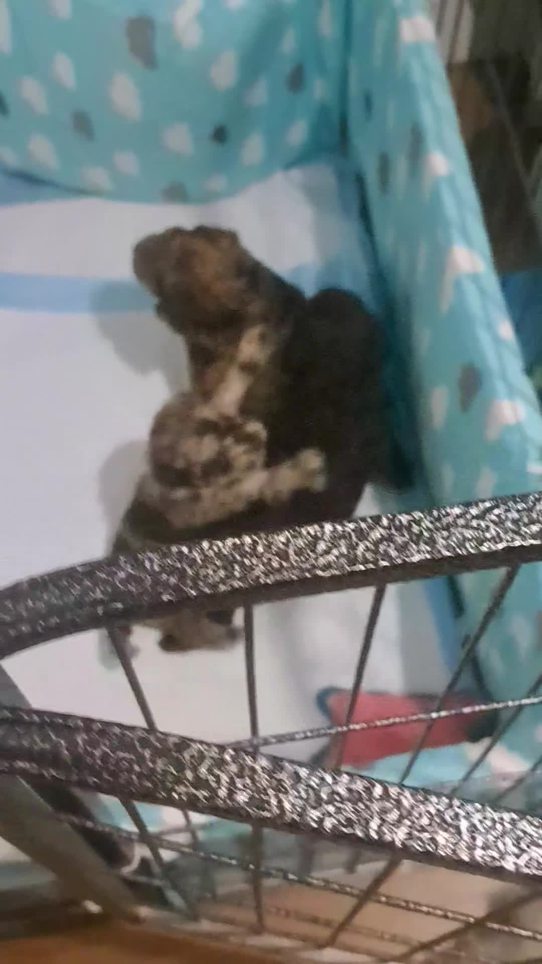 Miniature Poodle dogs for sale: Mini poodle puppies  - Video 1