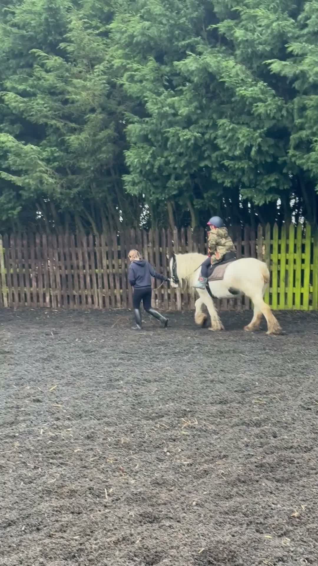 Irish Cob horses for sale: Sweet Poppet  - Video 2