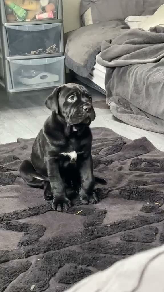 Cane Corso dogs for sale: Cane corso x Rottweiler puppy  in Stevenage - Video 1