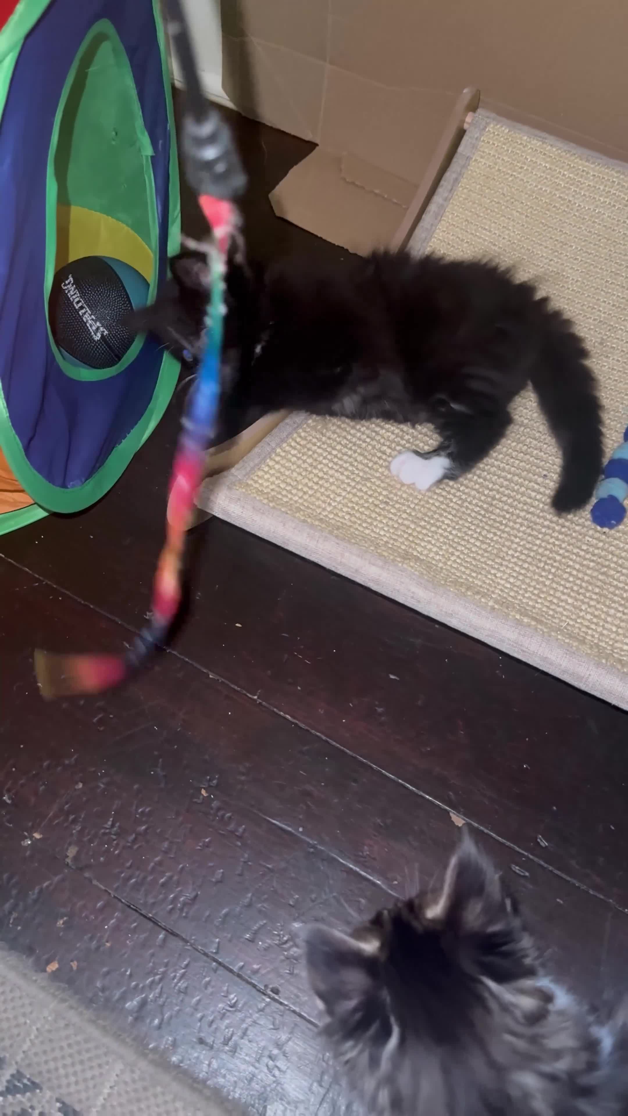 Mixed Breed cats for sale: Female kitten looking for her forever home - Video 2