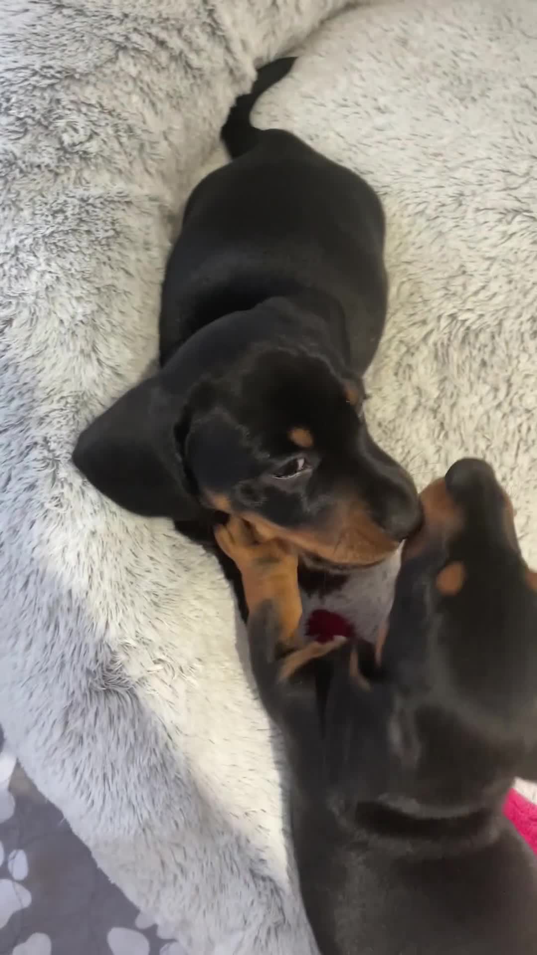 Dachshund dogs for sale: 2 beautiful miniature dachshund - Video 1