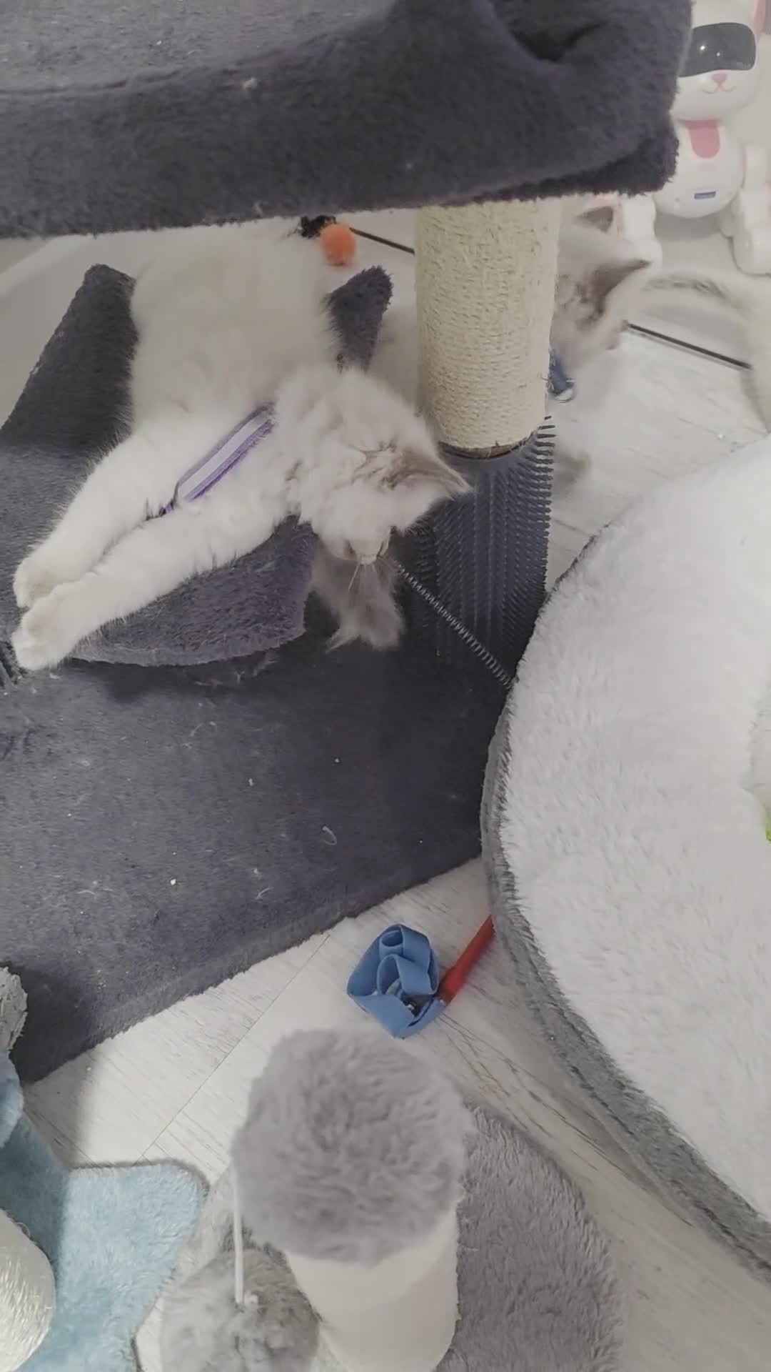 Ragdoll cats for sale: Pure blue point ragdoll kittens for sale - Video 3