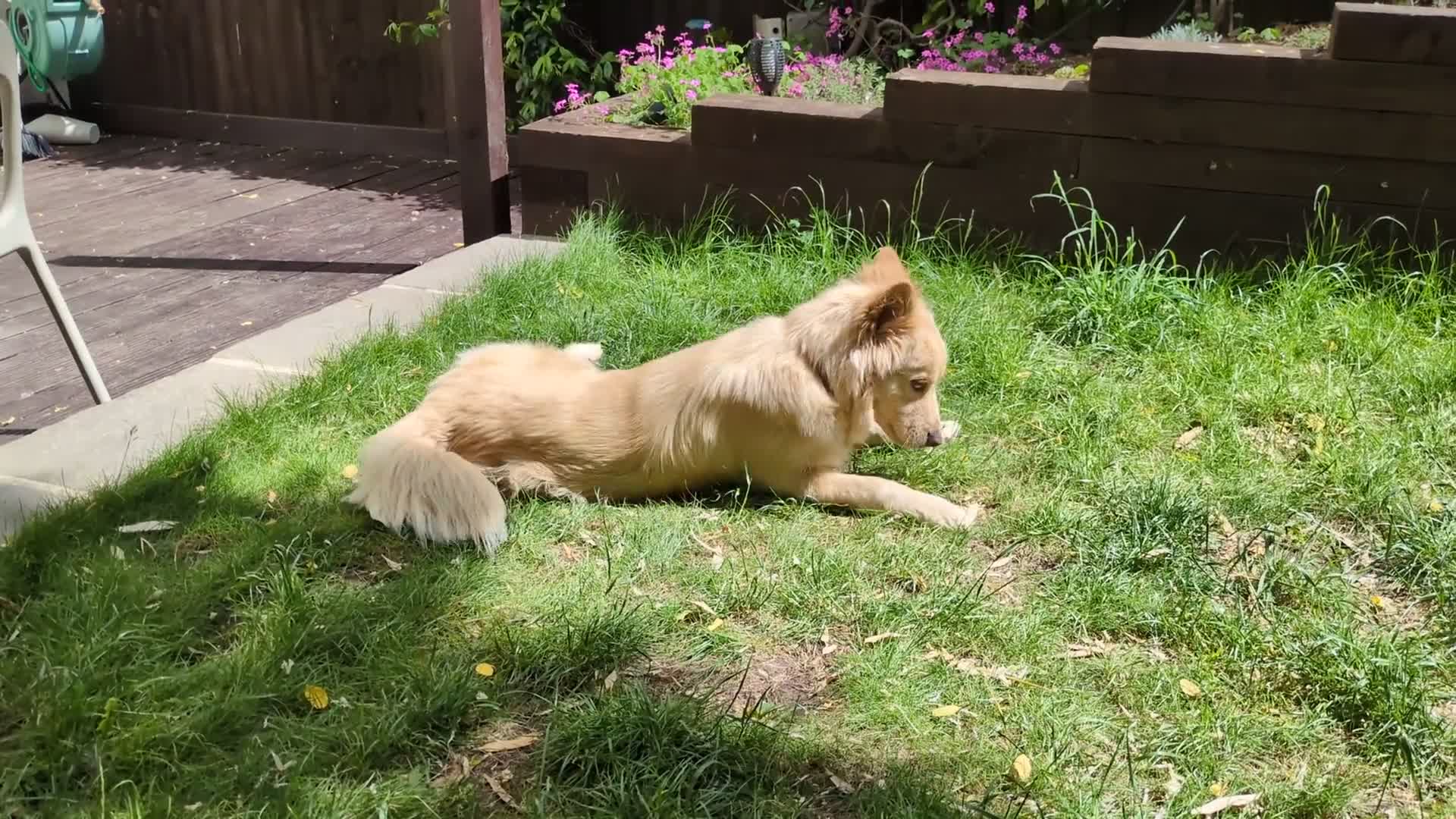 Mixed Breed dogs for sale: 🍟Potato Chip🥔 sweet girl looking for loving home - Video 1