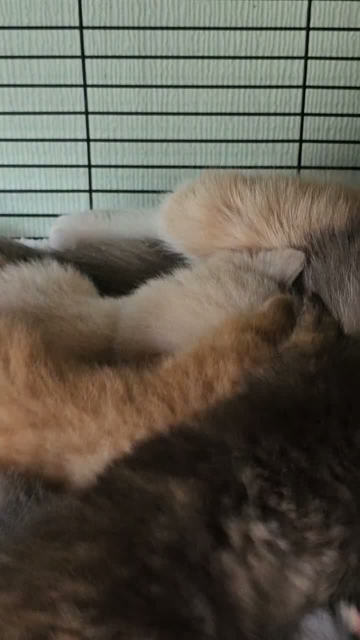 British Shorthair cats for sale: Beautiful GCCF kittens. - Video 1