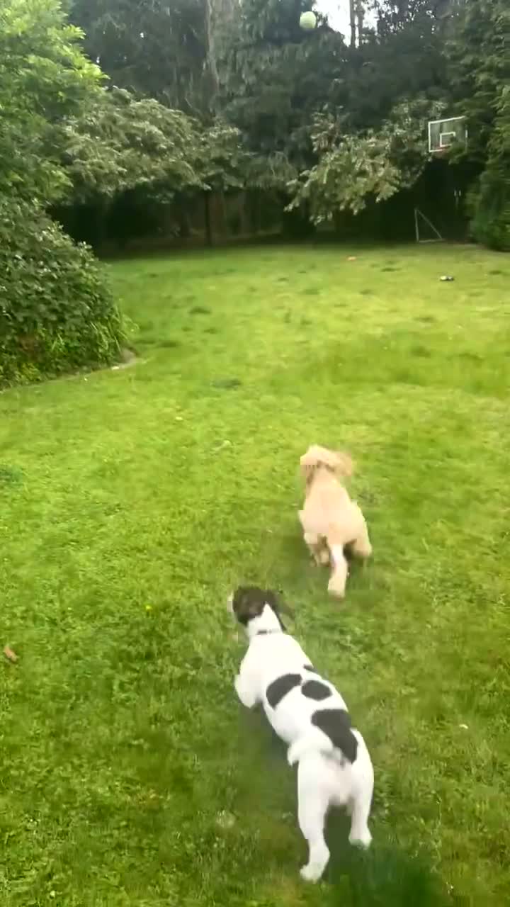 Mixed Breed dogs for sale: Jaques  - Video 2