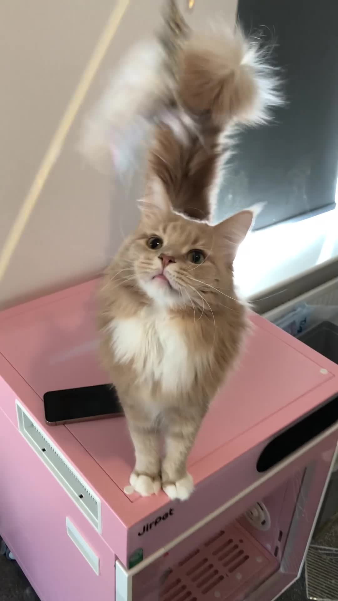Maine Coon cats for sale: Ginger Maincoon Male for rehome - Video 1