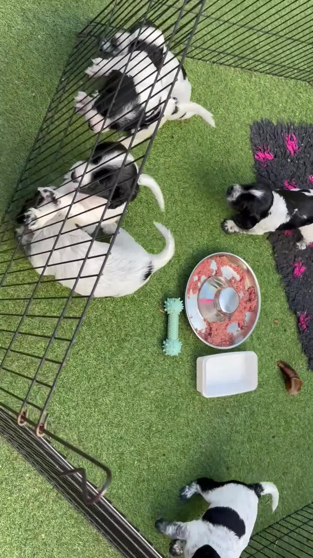 Cocker Spaniel dogs for sale: Exceptional Working Cocker Spaniel Pups–Ready Now! - Video 2