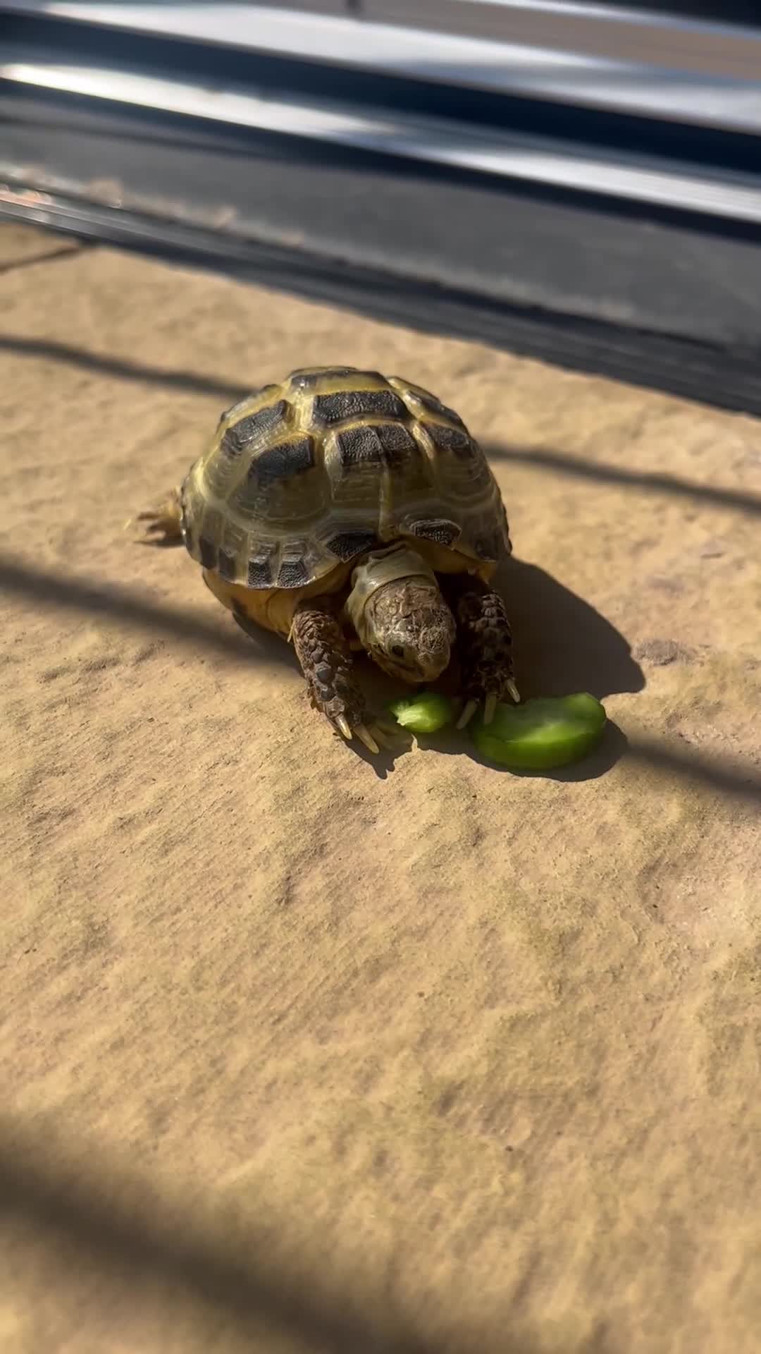 Tortoise reptiles for sale: Horsefield Tortoise and Set Up  - Video 2