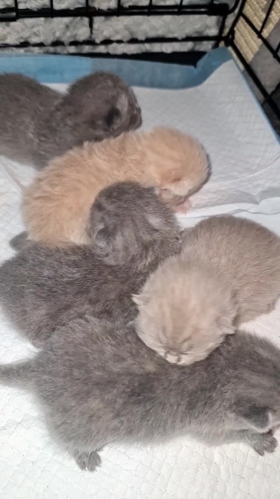 British Shorthair cats for sale: British shorthair/Scottish fold babies - Video 1
