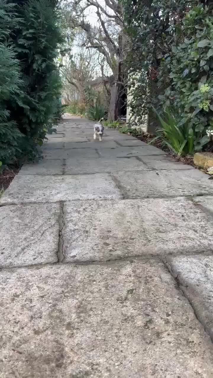 Border Collie dogs for sale: Beautiful litter of 8 border collies puppies - Video 2