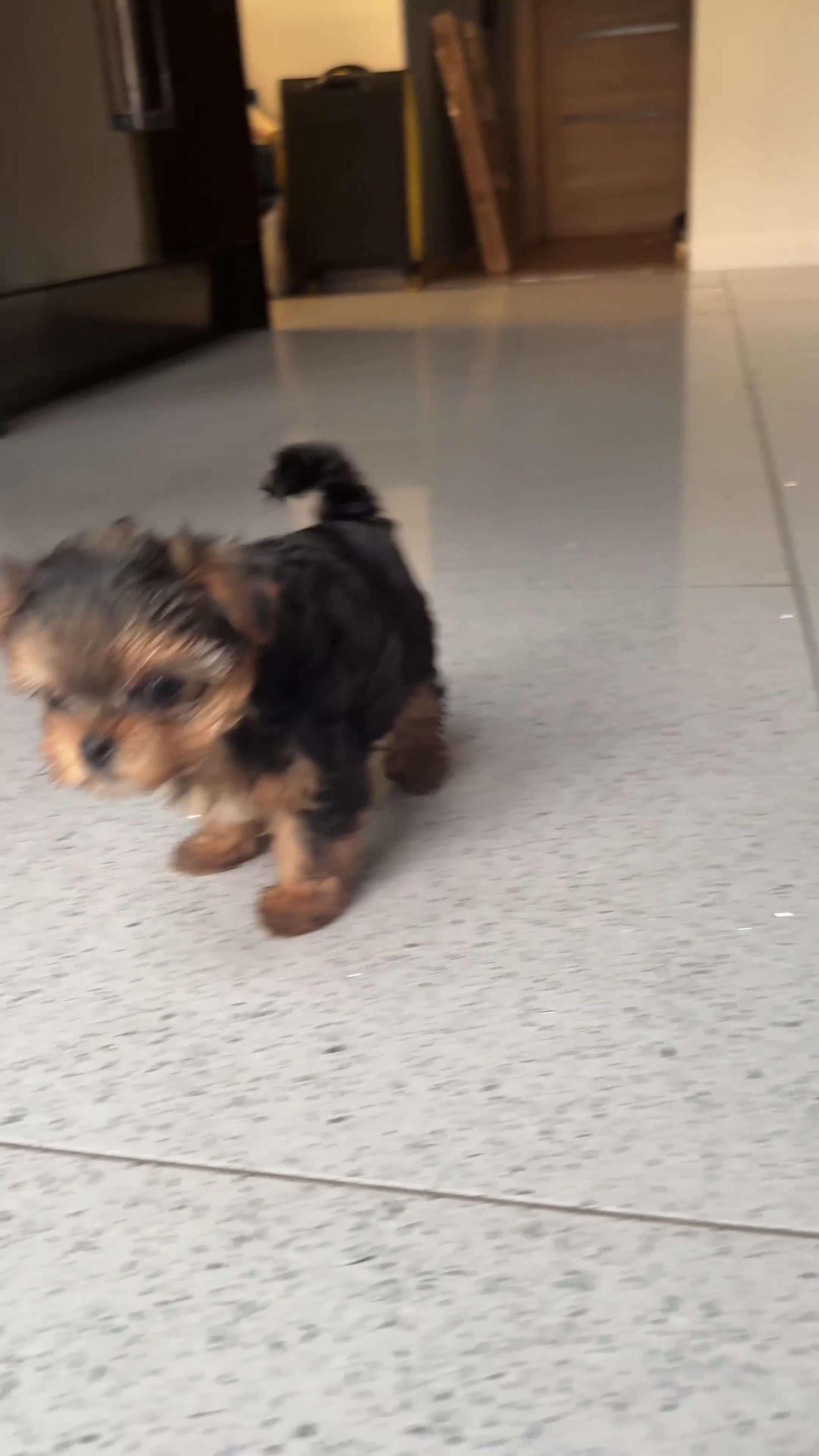 Yorkshire Terrier dogs for sale: Beautiful Mini Yorkshire Terrier Puppies  - Video 1