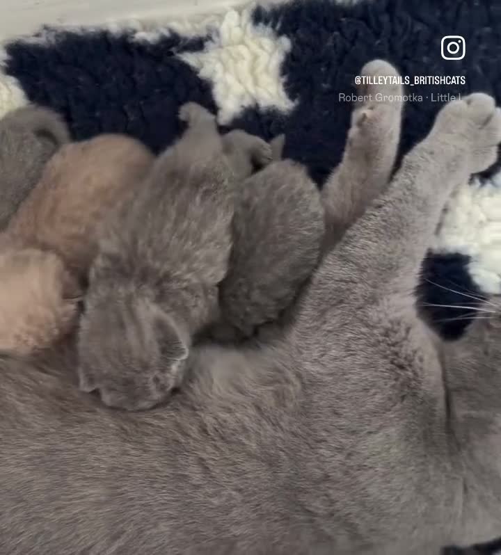 British Shorthair cats for sale: 🏆Exceptional GCCF Registered BSH Kittens🏆 - Video 1