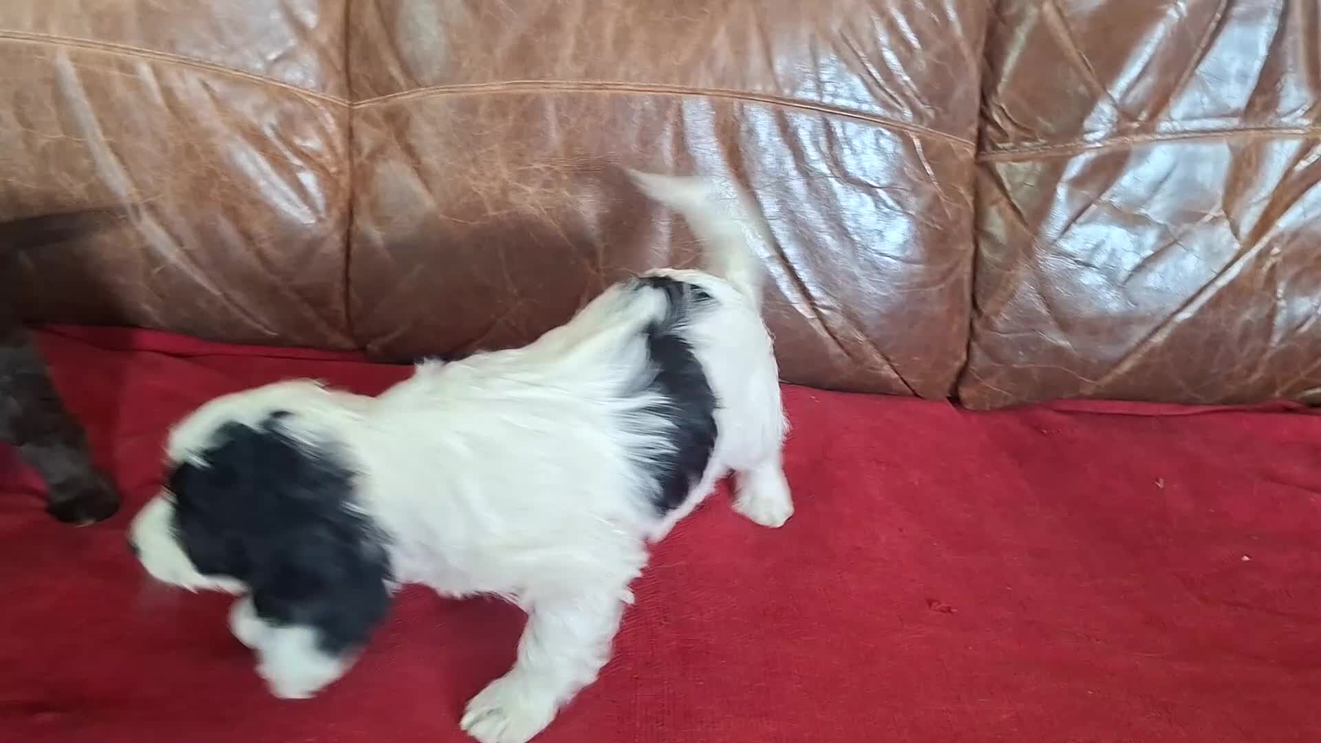 Cockapoo dogs for sale: F1 Cockapoo Puppies  - Video 2