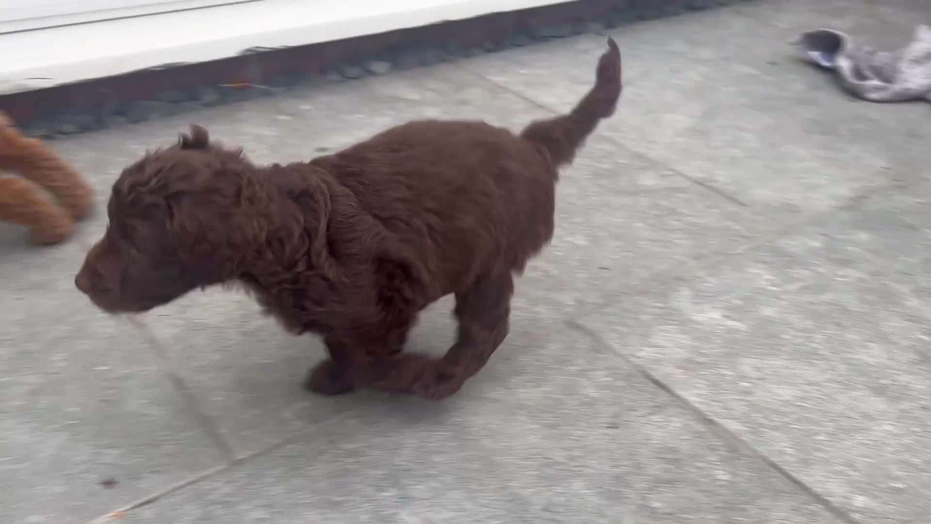 Cockapoo dogs for sale: Cockapoo puppies F1b - Video 3