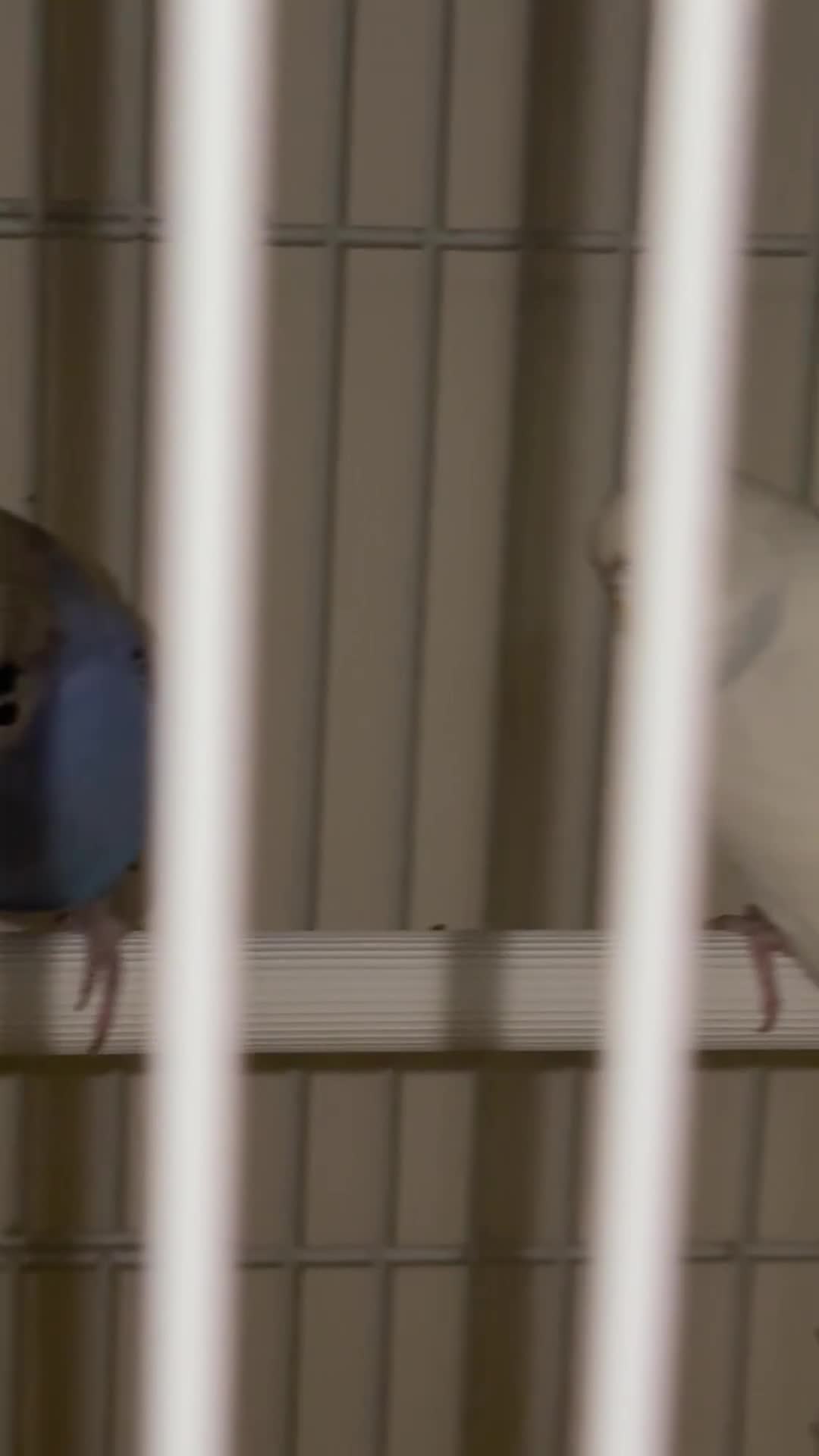 Budgerigars birds for sale: 2 lovely budgies  - Video 1