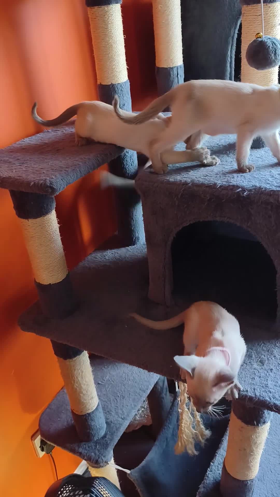 Siamese cats for sale: Gorgeous Siamese kittens!!! - Video 4