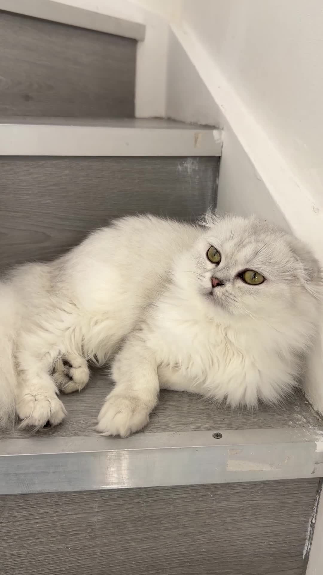 Scottish Fold cats for sale: Adorable Scottish Fold/straight Kittens for Sale - Video 3