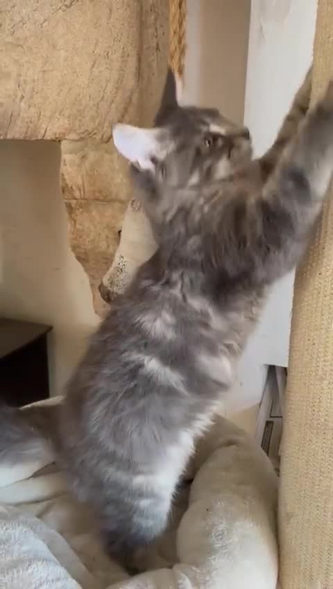 Maine Coon cats for sale: Stunning Maine Coon kitten - Video 1