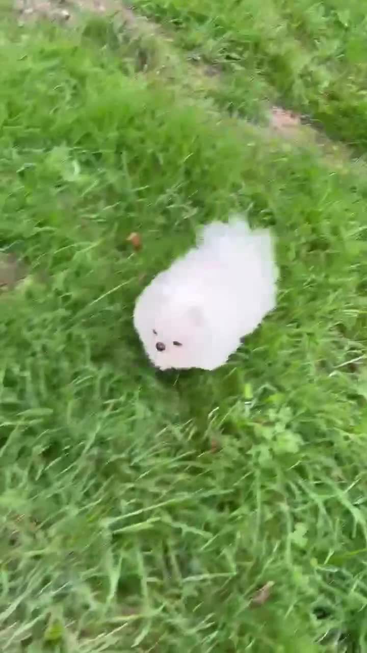 Pomeranian dogs for stud: our stunning white boy  in Doncaster - Video 1