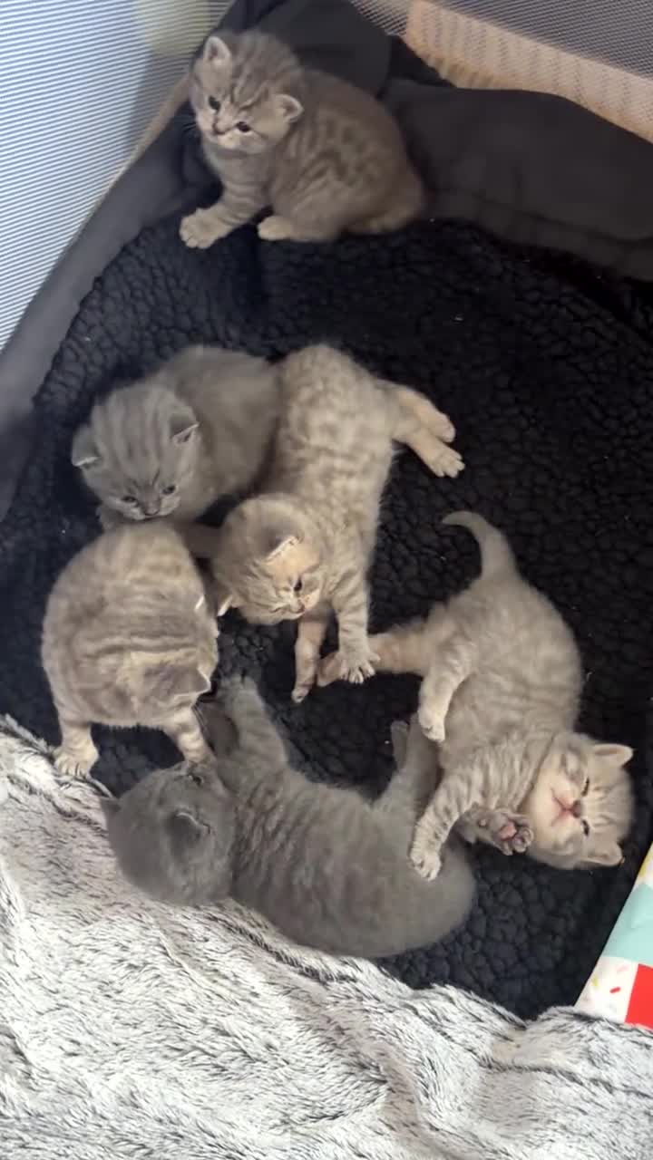 British Shorthair cats for sale: British shorthair kittens  - Video 1