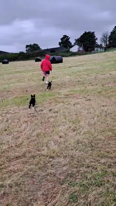 Border Collie dogs for sale: Gorgeous little border collies puppies - Video 2