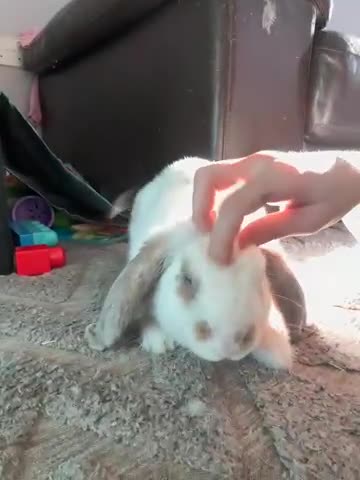 Mini Lop rabbits for sale: White lop mix  - Video 2