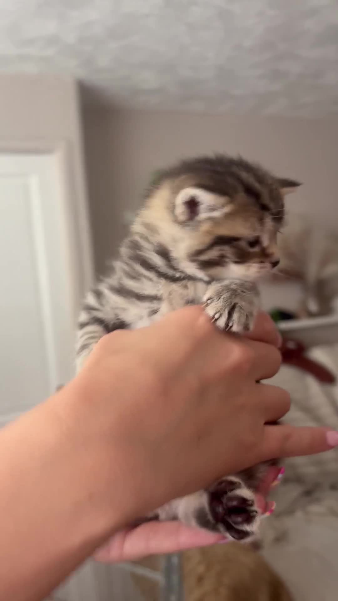 Mixed Breed cats for sale: Adorable Tabby X British short hair Kittens - Video 2