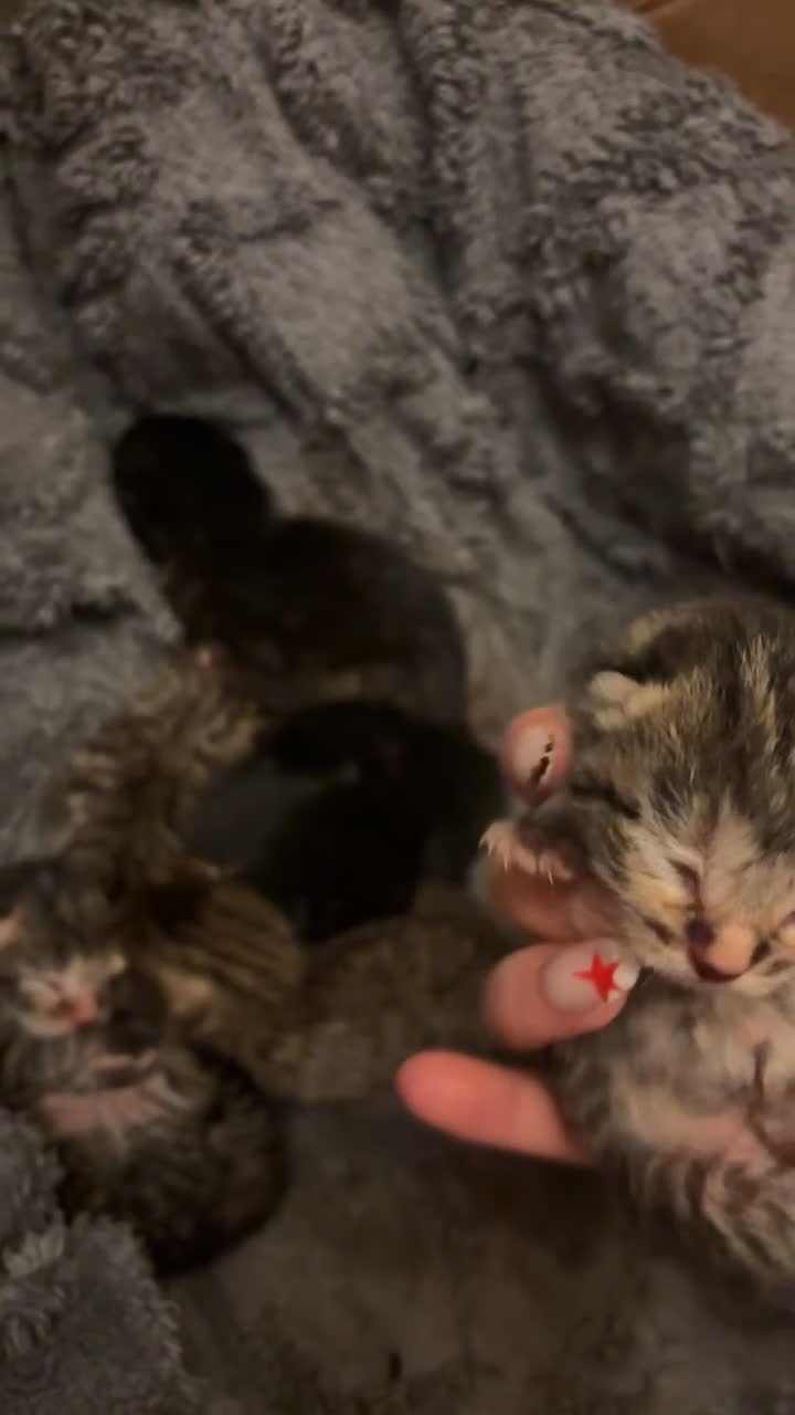 Domestic Shorthair cats for sale: Gorgeous Tabby and Tortoise Kittens in Blackburn - Video 1
