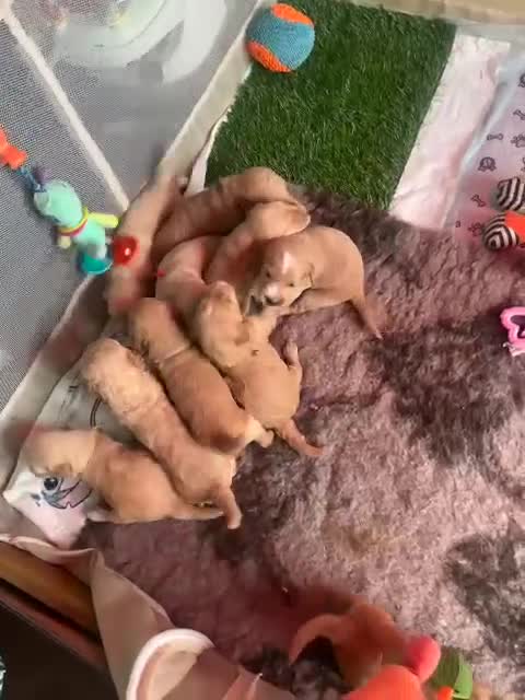 Goldendoodle dogs for sale: Beautiful F2 Goldendoodle Puppies  - Video 1