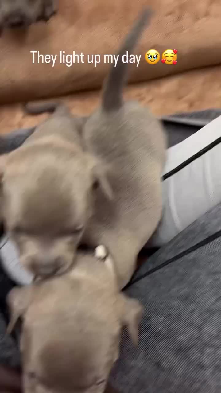 Staffordshire Bull Terrier dogs for sale: 3 Left *Avail 15th July* - Blue Staff Puppies  - Video 1