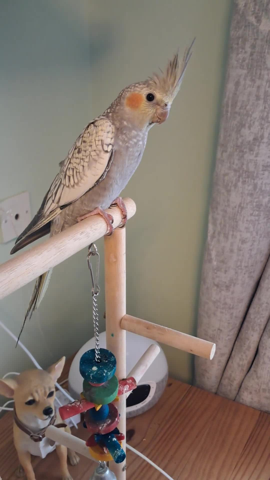 Cockatiels birds for sale: Hand reared baby cocktails very tame and ready  - Video 1