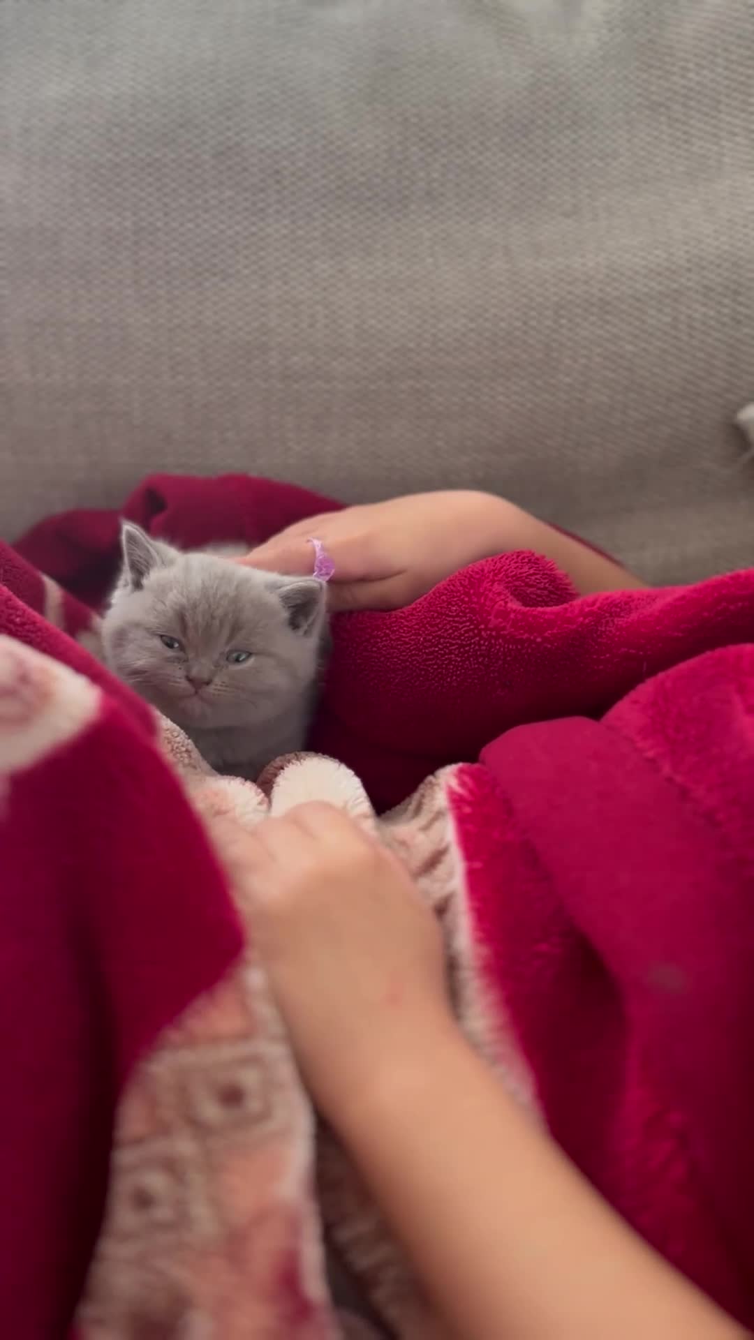 British Shorthair cats for sale: Beautiful British shorthair kittens - Video 1