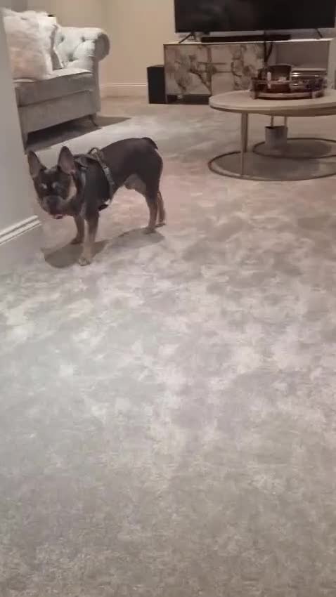 French Bulldog dogs for sale: Male Tri French Bulldog (1 year old Puppy) in London - Video 1